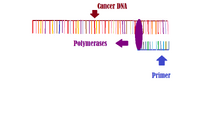 Cancer DNA and primer