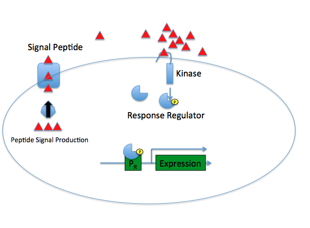 Gram-positive QS System - Off
