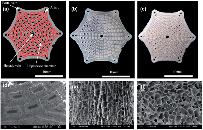 File:Liver scaffold.png