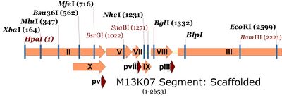 Entire M13K07 plasmid map showing single cutters