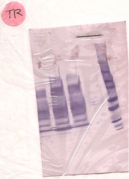 File:20.109(F09) TR Western pink.jpg