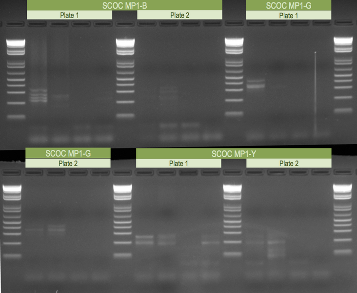 File:20121025 Gel.png