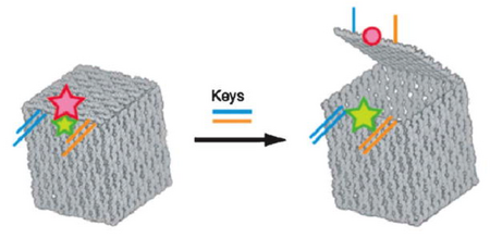 Fig. 3 DNA origami box1