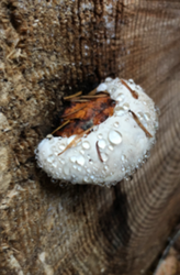 A mushroom emerging from a tree stump.