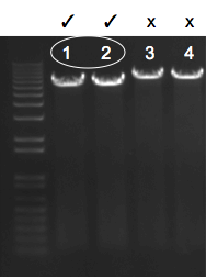 File:KAH 080310 gel1.tif