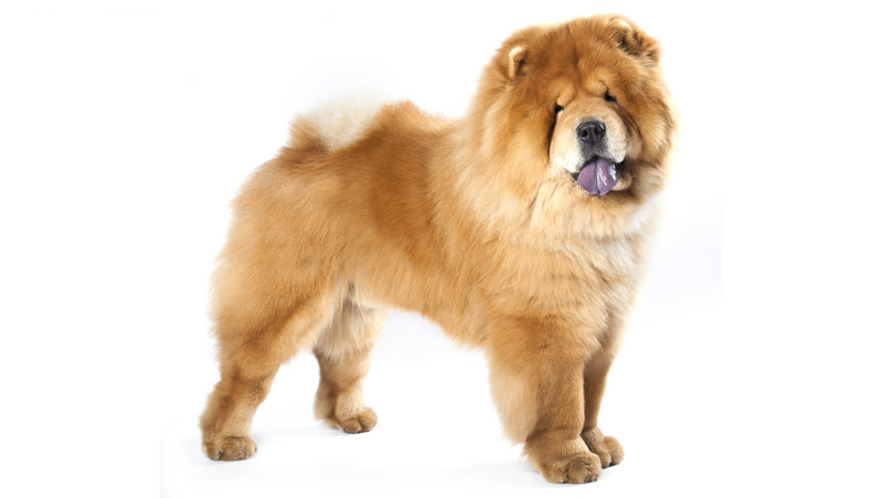 File:Kristin ChowChow Dog PNG.png
