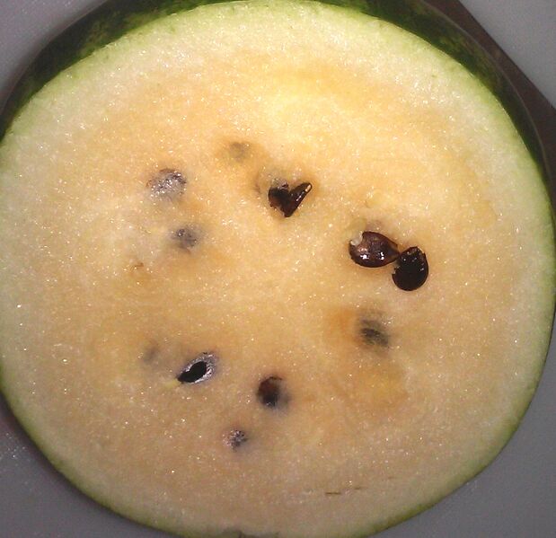 File:Salmon yellow2 bright.JPG