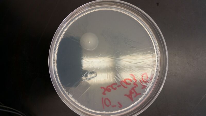 File:10^-7 non-TET.jpg