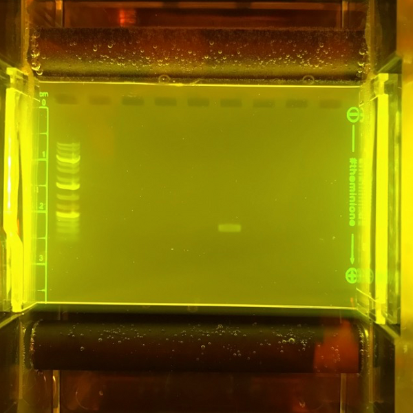 Denaturation of Template DNA