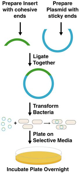 File:JCA Arkin-Tutorial7Pic1.jpg