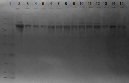 File:KAH 012510 PS1.tif