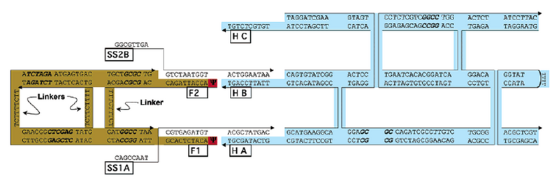 File:150624 LMS Biped.png