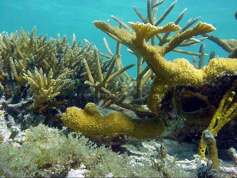 File:3Acropora.jpg