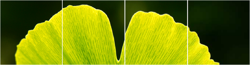 File:Ginkgo Header.png