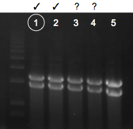 File:KAH 033110 gel1.tif