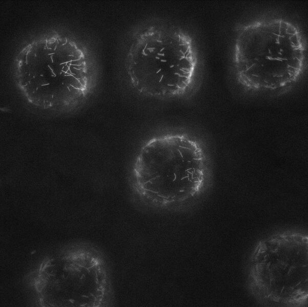 File:MTs on PU squares.jpg