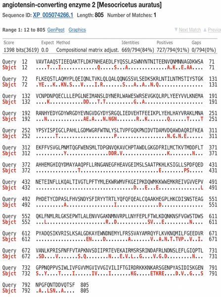 File:Makela Golden Hamster.png