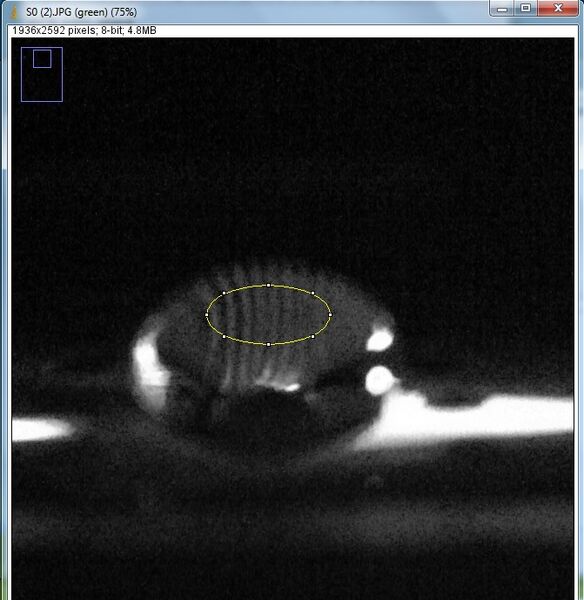 File:Negative DNA circle.jpg