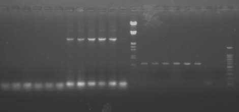 File:PKU 080603 retrieve-hAID.tif