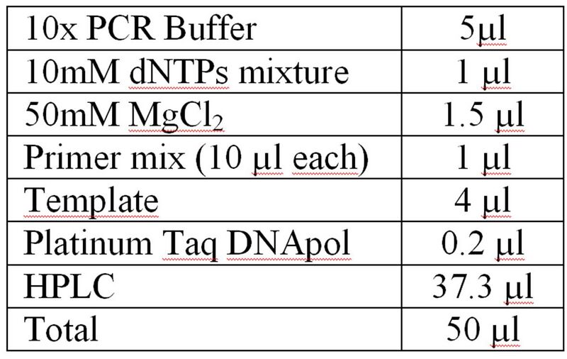 File:TaqReaction.jpg