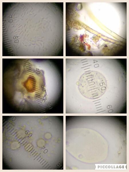 File:12625610 10153336111161146 121912761 n.jpg