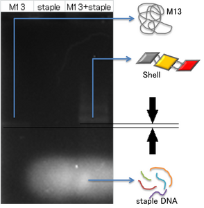 Fig.1 1.6 nM of M13mp18 and 160 nM of staple DNA