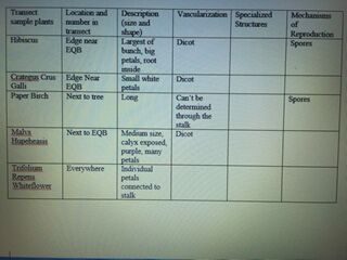 File:Chart for plant.JPG