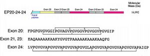 Construct EP20-24-24 for human elastin polypeptide