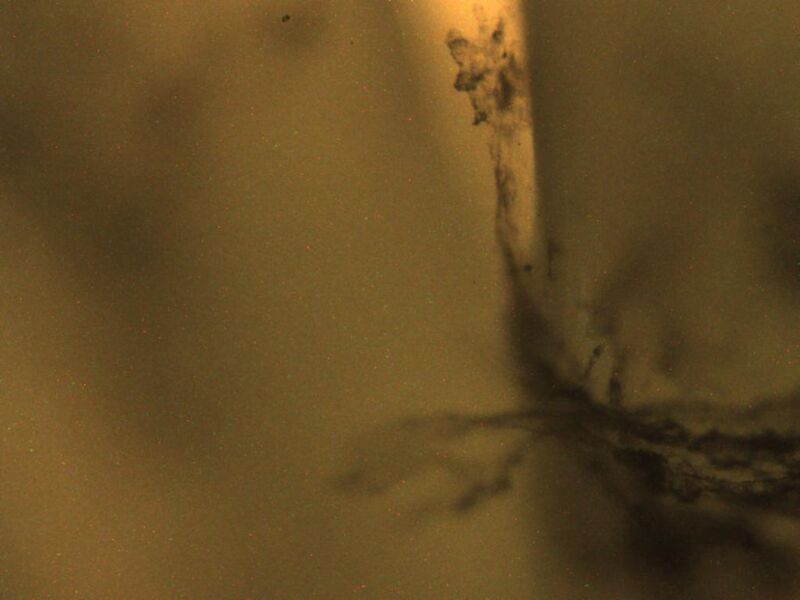 File:H2O son myo2 10x.jpg