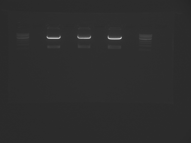 File:M2D4-Gel2 Pnk-Grn-Blu.jpg