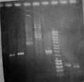 Thumbnail for version as of 10:43, 16 September 2008