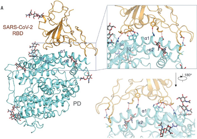 This image from the Yan et. al. (2020) paper shows SARS-CoV-2 interacting with an ACE 2 protomer
