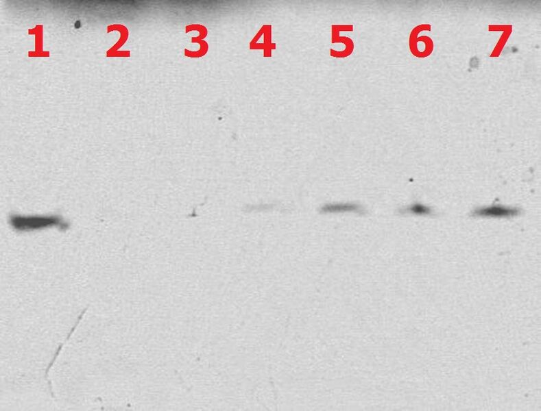 File:BM12 nanosaurs 2ndgel.jpg