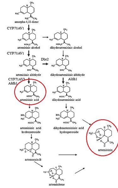 File:BiosyntheticArtemisininProduction.jpg