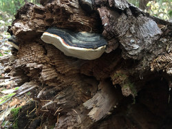 A mushroom-forming wood-degrading fungus digesting a fallen tree.