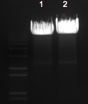 File:KAH 011210 gel1.tif