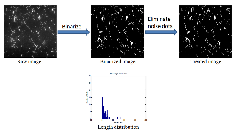 File:Length distribution.png