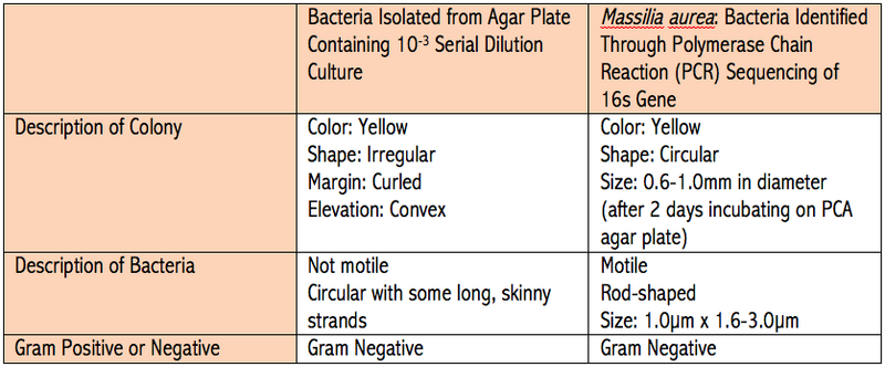 File:Nbonan 2014 07 27 massilia aurea.png