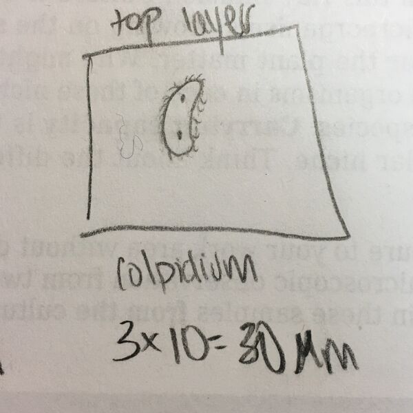 File:Tyler Faulkner Top Layer.jpg