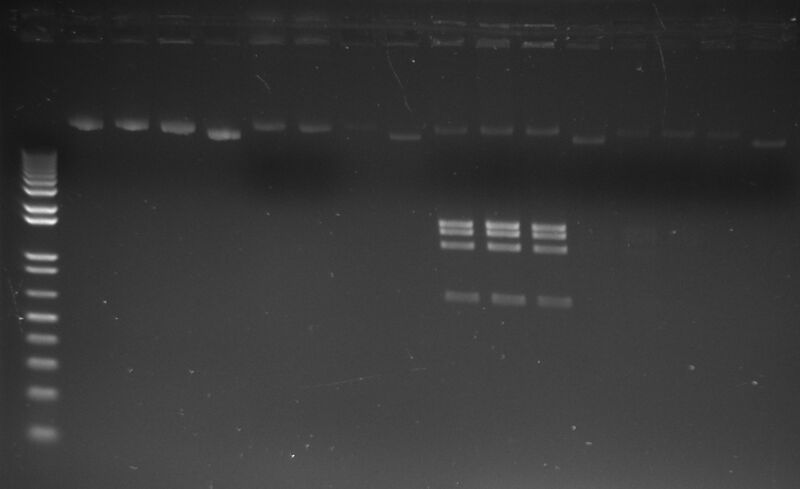 File:20141023 accessory plasmid xmni test.jpg