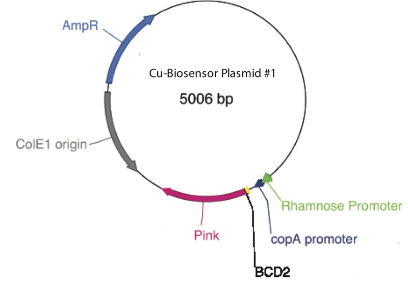 File:Copper Biosensor plasmid map.png