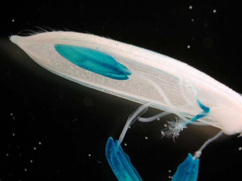 File:Gus anthers high res.jpg