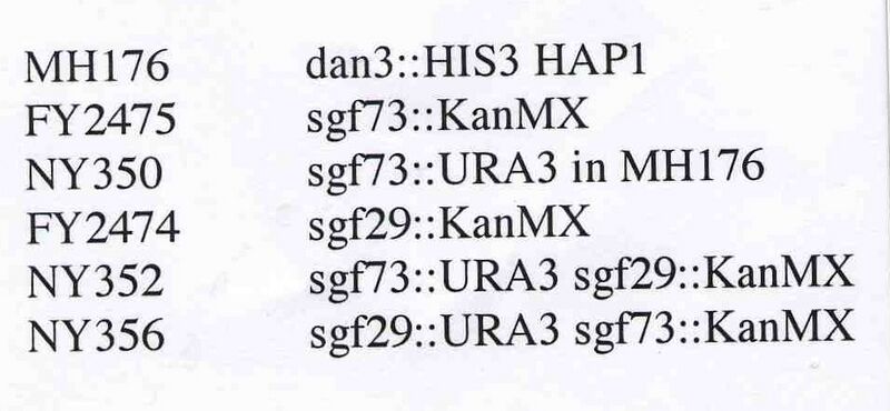 File:Macintosh HD-Users-nkuldell-Desktop-ptype key.jpg