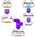 Thumbnail for version as of 04:40, 19 March 2011