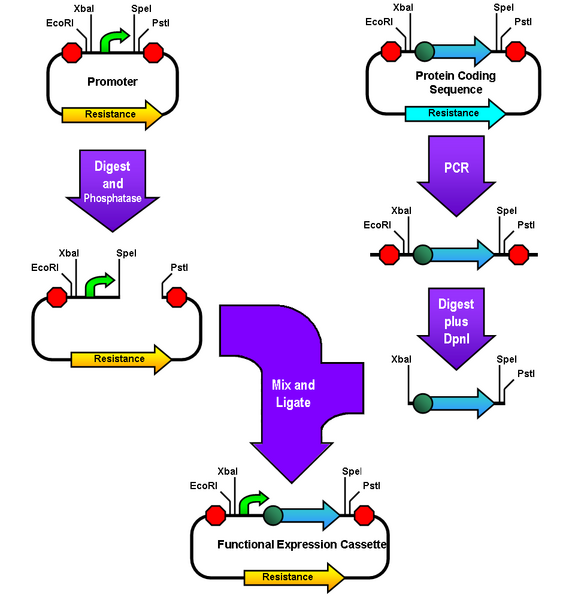File:AI Assembly.png