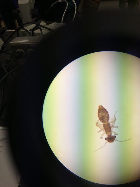 File:Arthropod 2.JPG