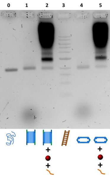 File:BM12 Nanosaurs ImageGel3.jpg