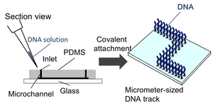 Construction of DNA track