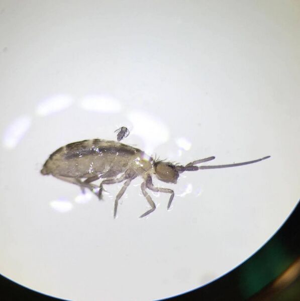 File:DCHSpringtail.jpg