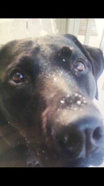 File:Fullsizeoutput 151.jpeg